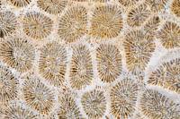 Corail fossile